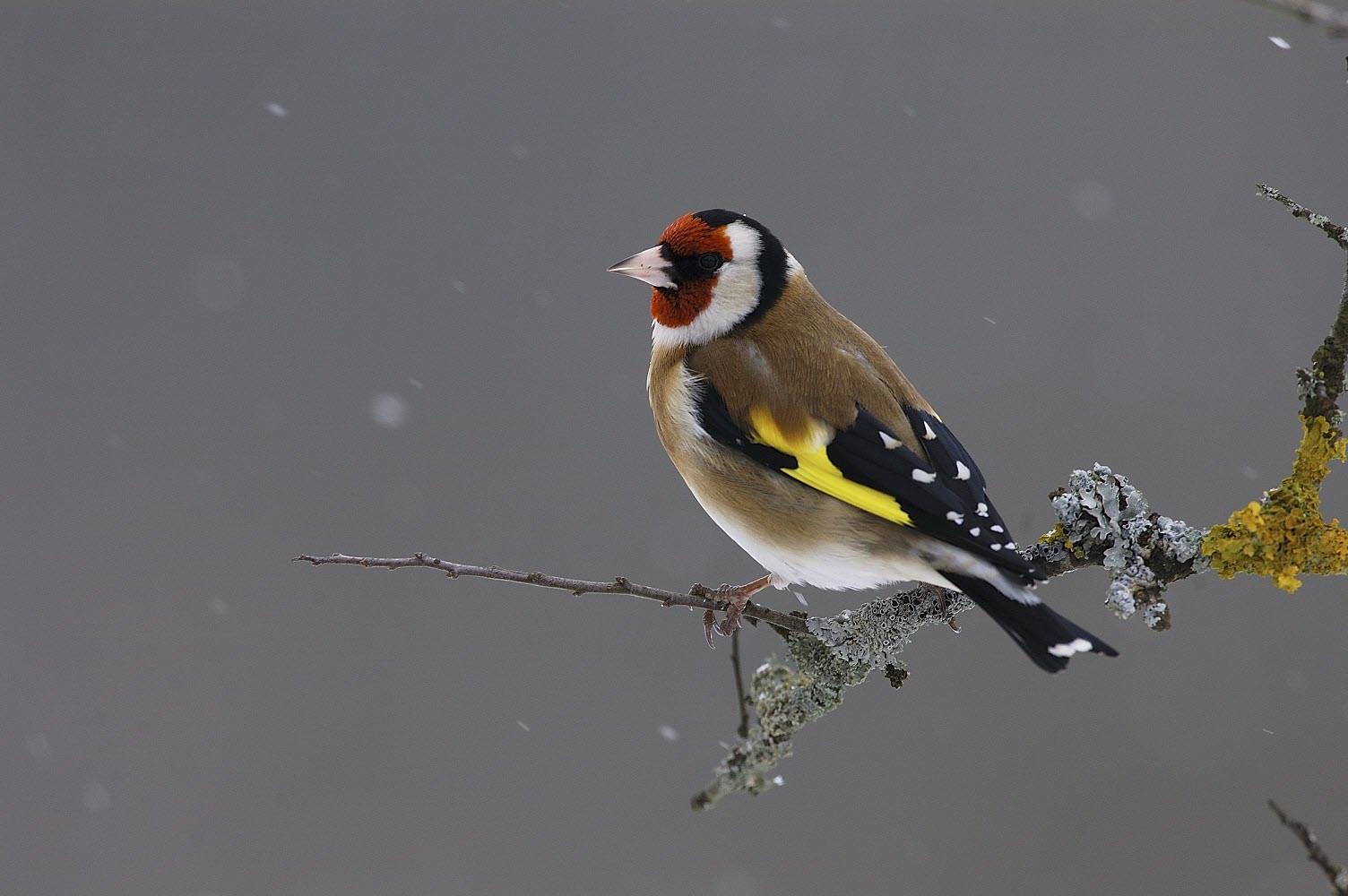 Atelier Nature pour les 6-10 ans : des oiseaux, des appeaux