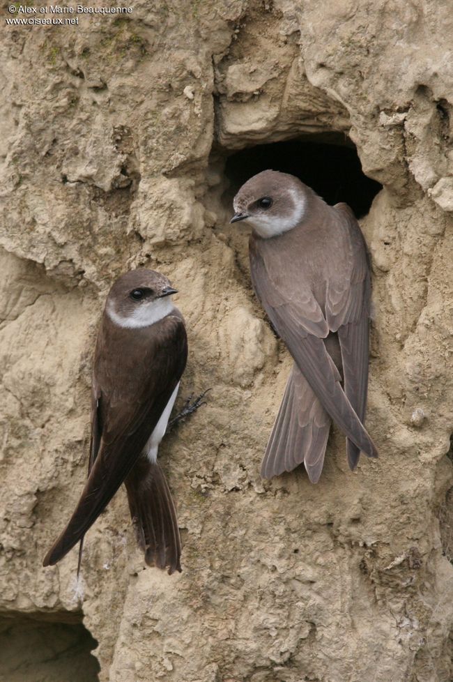 Les petits naturalistes 
