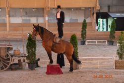 spectacle_equestre