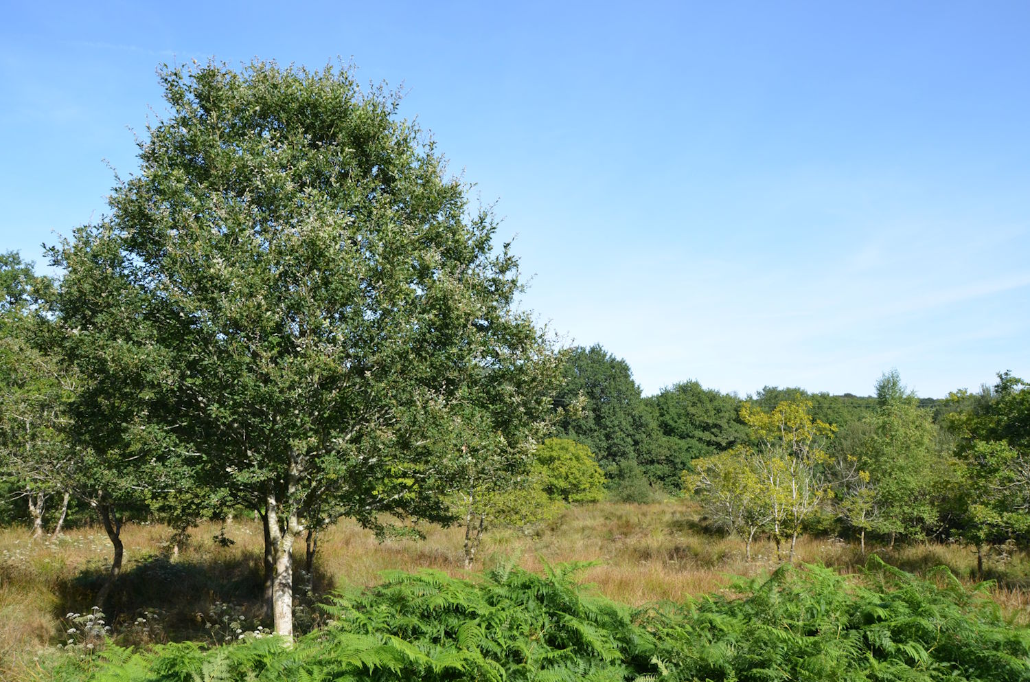 Ouvrir la diaporama Saint Auny, les sources du Scorff